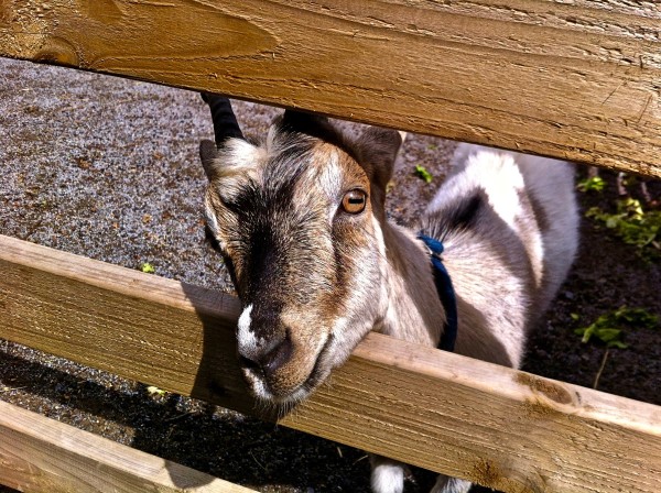 Farm Goat in Ireland